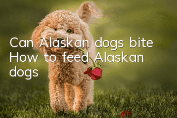 Can Alaskan dogs bite? How to feed Alaskan dogs?