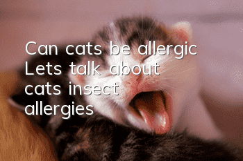 Can cats be allergic? Let’s talk about cats’ insect allergies!