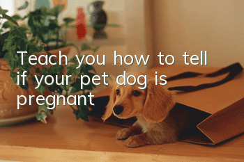 Teach you how to tell if your pet dog is pregnant