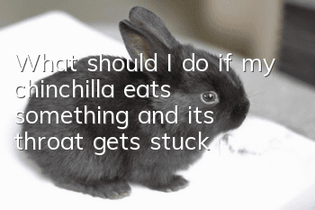 What should I do if my chinchilla eats something and its throat gets stuck?