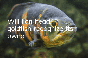 Will lion head goldfish recognize its owner?