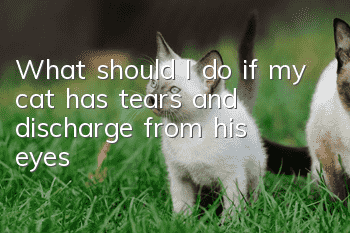 What should I do if my cat has tears and discharge from his eyes?