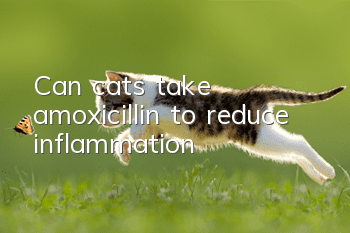 Can cats take amoxicillin to reduce inflammation?