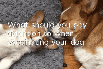 What should you pay attention to when vaccinating your dog?