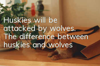 Huskies will be attacked by wolves. The difference between huskies and wolves!