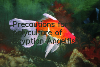 Precautions for polyculture of Egyptian Angelfish