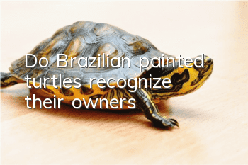 Do Brazilian painted turtles recognize their owners?