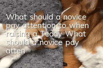 What should a novice pay attention to when raising a Teddy? What should a novice pay attention to when raising a Teddy!