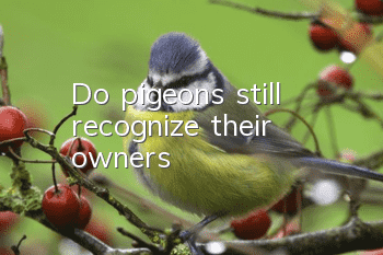 Do pigeons still recognize their owners?