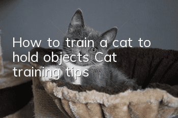 How to train a cat to hold objects? Cat training tips!