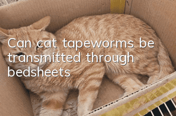 Can cat tapeworms be transmitted through bedsheets?