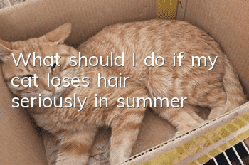 What should I do if my cat loses hair seriously in summer?