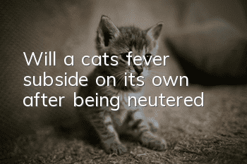 Will a cat’s fever subside on its own after being neutered?