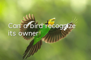 Can a bird recognize its owner?