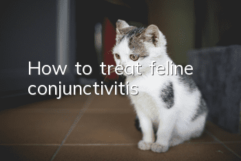 How to treat feline conjunctivitis