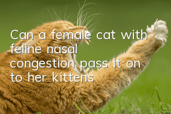 Can a female cat with feline nasal congestion pass it on to her kittens?