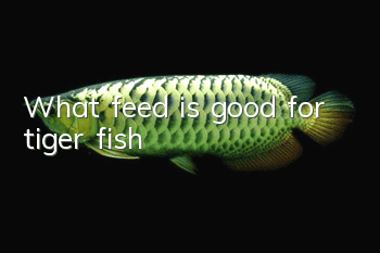 What feed is good for tiger fish?