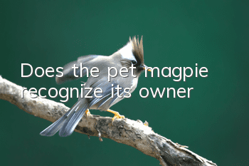 Does the pet magpie recognize its owner?