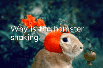 Why is the hamster shaking?