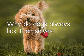 Why do dogs always lick themselves?