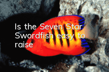 Is the Seven Star Swordfish easy to raise?