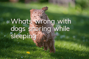 What's wrong with dogs snoring while sleeping?