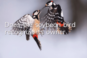 Does the soybean bird recognize its owner?