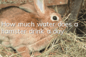 How much water does a hamster drink a day?