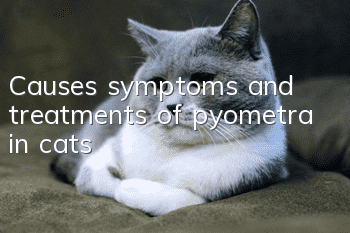 Causes, symptoms and treatments of pyometra in cats