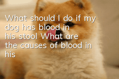 What should I do if my dog ​​has blood in his stool? What are the causes of blood in his stool?