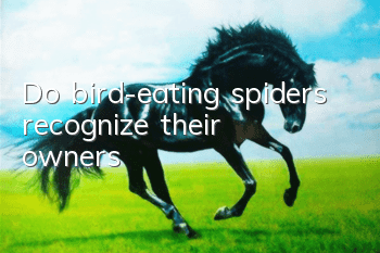 Do bird-eating spiders recognize their owners?