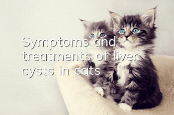 Symptoms and treatments of liver cysts in cats