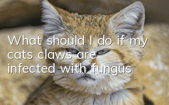 What should I do if my cat’s claws are infected with fungus?