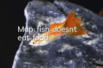 Map fish doesn't eat food