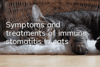 Symptoms and treatments of immune stomatitis in cats