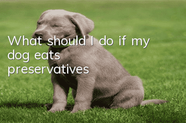 What should I do if my dog ​​eats preservatives?