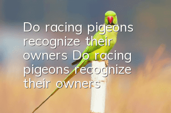 Do racing pigeons recognize their owners? Do racing pigeons recognize their owners?