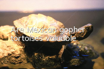 Are Mexican gopher tortoises valuable?