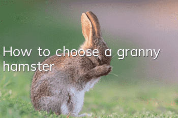 How to choose a granny hamster