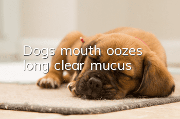 Dog's mouth oozes long, clear mucus