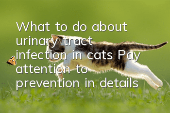 What to do about urinary tract infection in cats? Pay attention to prevention in details