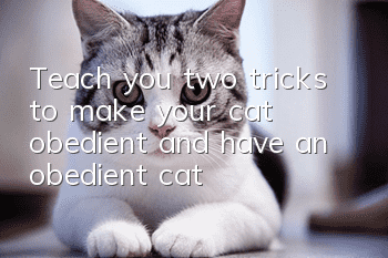 Teach you two tricks to make your cat obedient and have an obedient cat!