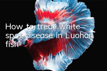 How to treat white spot disease in Luohan fish