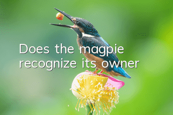 Does the magpie recognize its owner?