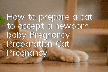 How to prepare a cat to accept a newborn baby, Pregnancy Preparation, Cat Pregnancy!