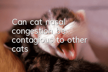 Can cat nasal congestion be contagious to other cats?