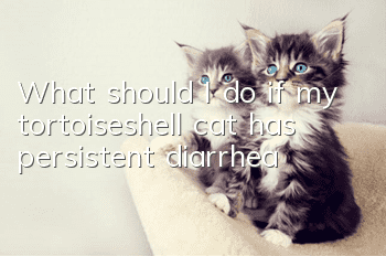 What should I do if my tortoiseshell cat has persistent diarrhea?