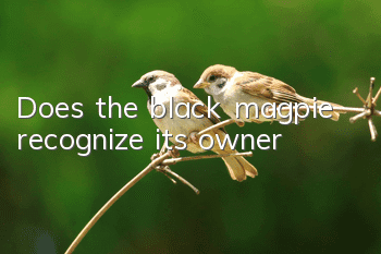 Does the black magpie recognize its owner?