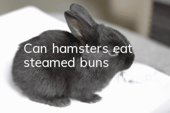 Can hamsters eat steamed buns?