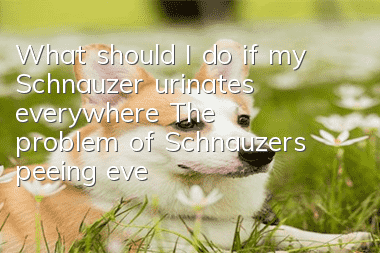 What should I do if my Schnauzer urinates everywhere? The problem of Schnauzers peeing everywhere!